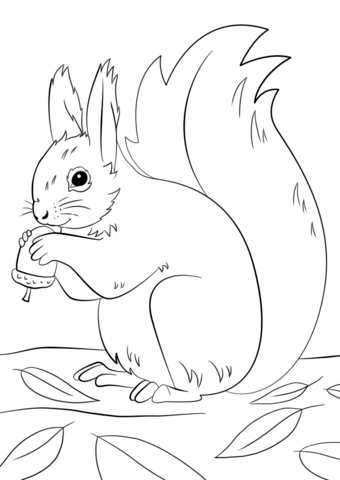 Squirrel Preparing For Winter Coloring Page